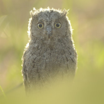 observacion de aves