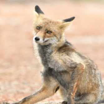 mammals